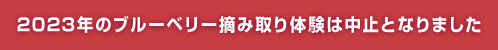 2023年のブルーベリー摘み取り体験は中止となりました